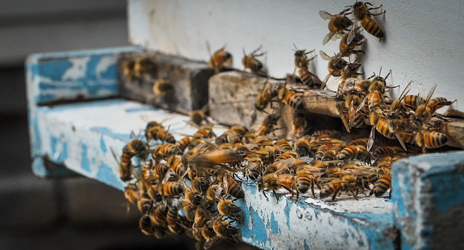 New USDA Research Links Major Honey Bee Losses to Viral Infections and Mite Resistance